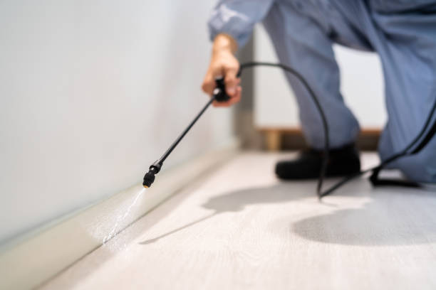Licensed Ant Control service in Parker, AZ - Show Me Pest Control